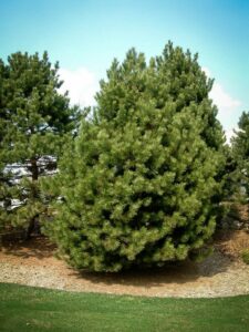 Сосна Чёрная (Pinus Nigra) купить по цене от 270.00р. в интернет-магазине «Посадика» с доставкой почтой в в Перевозе и по всей России – [изображение №1].