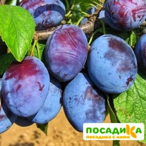 Слива Чачакская ранняя купить по цене от 229.00р. в интернет-магазине «Посадика» с доставкой почтой в в Перевозе и по всей России – [изображение №1].