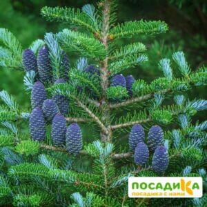 Пихта корейская (Abies koreana) купить по цене от 450.00р. в интернет-магазине «Посадика» с доставкой почтой в в Перевозе и по всей России – [изображение №1].