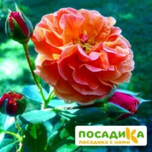 Роза Арабия купить по цене от 350.00р. в интернет-магазине «Посадика» с доставкой почтой в в Перевозе и по всей России – [изображение №1].