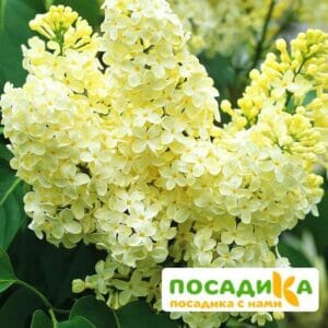 Сирень Примроуз (Primrose) купить по цене от 529.00р. в интернет-магазине «Посадика» с доставкой почтой в в Перевозе и по всей России – [изображение №1].