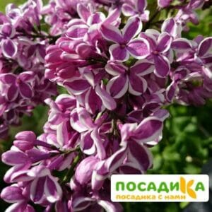 Сирень Сенсация купить по цене от 529.00р. в интернет-магазине «Посадика» с доставкой почтой в в Перевозе и по всей России – [изображение №1].