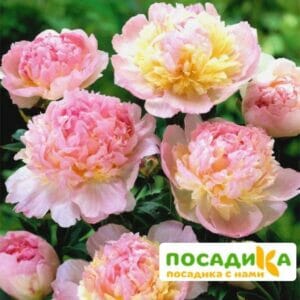 Пион Распберри Сандей (Paeonia Raspberry Sundae) купить по цене от 959р. в интернет-магазине «Посадика» с доставкой почтой в в Перевозе и по всей России – [изображение №1].