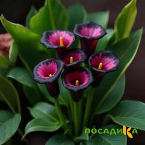 Калла Аура Лейс купить по цене от 400р. в интернет-магазине «Посадика» с доставкой почтой в в Перевозе и по всей России – [изображение №1].