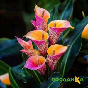 Калла Оникс купить по цене от 450р. в интернет-магазине «Посадика» с доставкой почтой в в Перевозе и по всей России – [изображение №1].