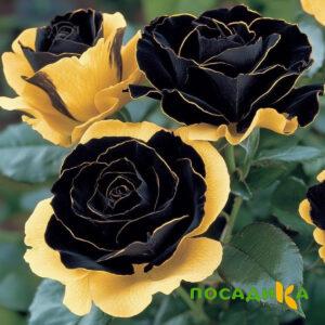 Роза Ханни Сикл купить по цене от 700р. в интернет-магазине «Посадика» с доставкой почтой в в Перевозе и по всей России – [изображение №1].