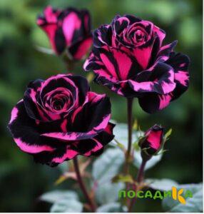 Роза Багровый Шепот купить по цене от 366р. в интернет-магазине «Посадика» с доставкой почтой в в Перевозе и по всей России – [изображение №1].