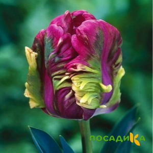 Тюльпан Экзотик Хэвен купить по цене от 186р. в интернет-магазине «Посадика» с доставкой почтой в в Перевозе и по всей России – [изображение №1].
