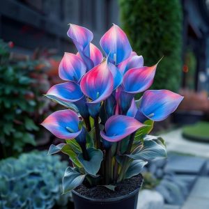 Калла Импрессия купить по цене от 590р. в интернет-магазине «Посадика» с доставкой почтой в в Перевозе и по всей России – [изображение №1].